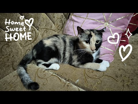 All about my cats / Cleo is our 6th cat and welcome to our family