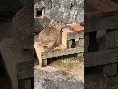 お風呂〜！ カピバラ 伊豆シャボテン動物公園