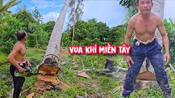Vua Khỉ cưa hạ cây Cóc trên 40 tuổi ở gần nhà.