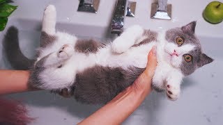 Kitten's First Bath | *Does Coco Like Water?*