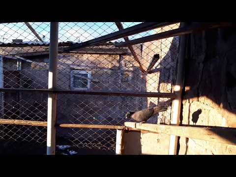 Video: Վիտյուտեն աղավնի. Wild Wood Pigeon Wood Pigeon. Նկարագրություն