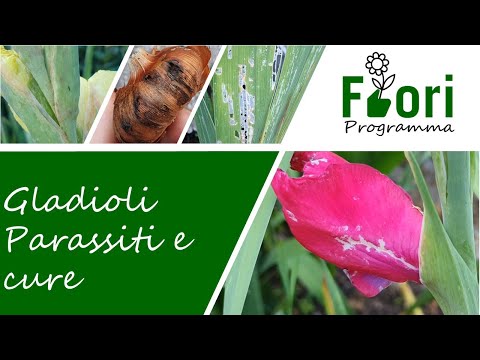 Video: I gladioli sono facili da coltivare?