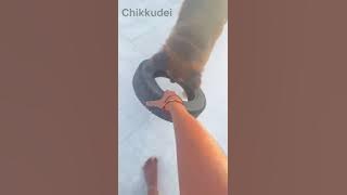 Chikkuma playing on terrace | Chikku | #chikku #germanshepherd #gsdpuppy