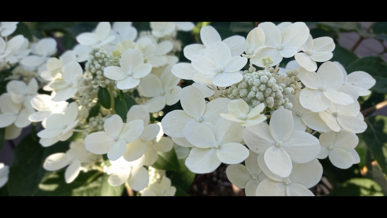 옥상 정원 vlog 향수국 Polester / Switch Ophelia 스위치 오필리아