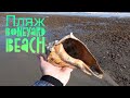 Южная Каролина. Собираем Ракушки. Пляж Boneyard Beach 🏝