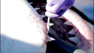 SCIENCE BRIEF: White Sharks & Novel Antibiotics
