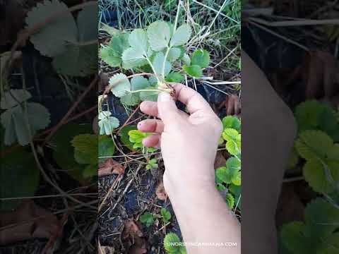 Video: Quando rinnovare una pianta di fragole - Suggerimenti per rinnovare le fragole