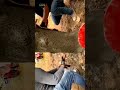 لماذا حُولت الأشجار إلى أعمدة خرسانية؟ سر "الأشجار المسلحة" في أمريكا! 🌳🧱