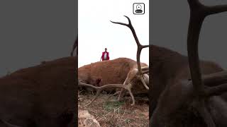 Tir cerf avec la Rols de chez Chapuis Armes