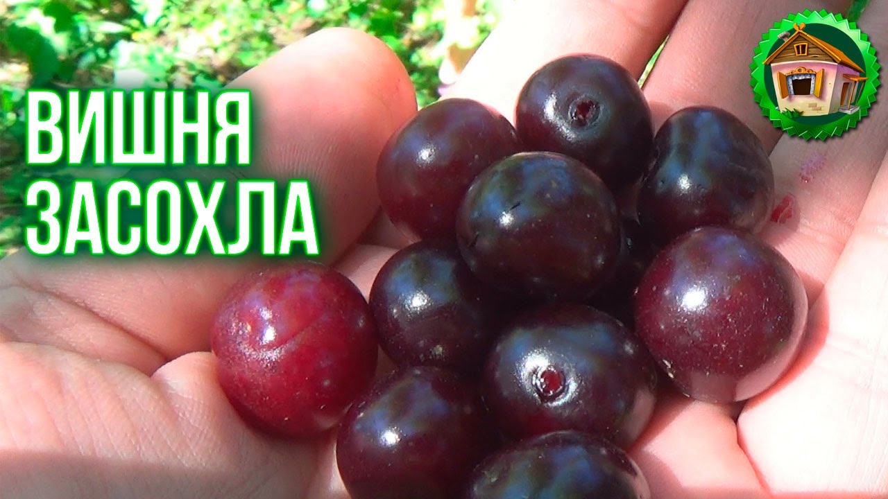 Почему засохла калина