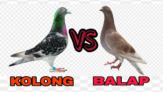 Download lagu The difference between racing and undercarriage pigeons