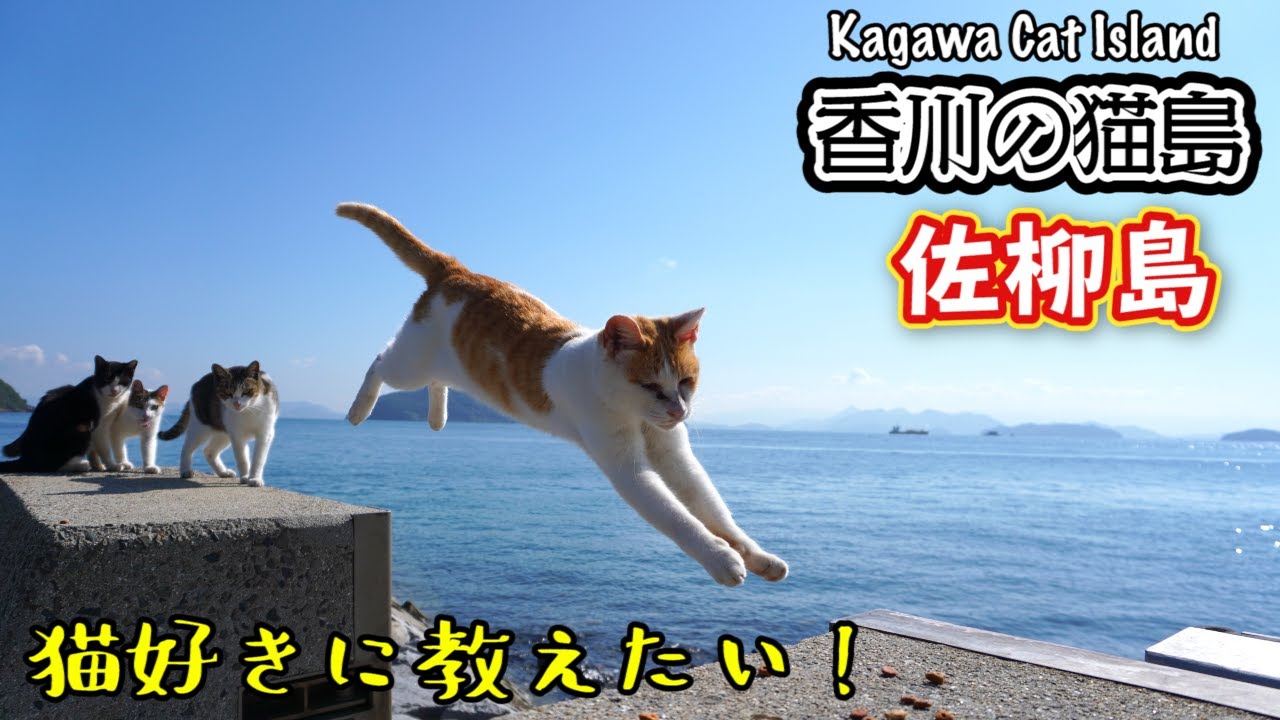 香川猫島】猫好きに教えたい！佐柳島は猫だらけ Kagawa Cat Island