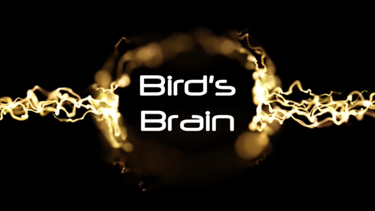 Stop Sign Quarterly Magazine (You Don't Know Jack 2015) | Bird's Brain [14]