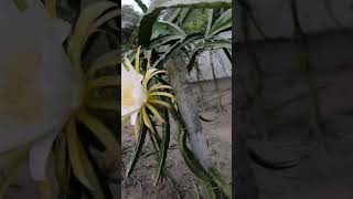 আমার ড্রাগন ফল বাগানে ফুল এসেছে 🌿 #higlights #dragon