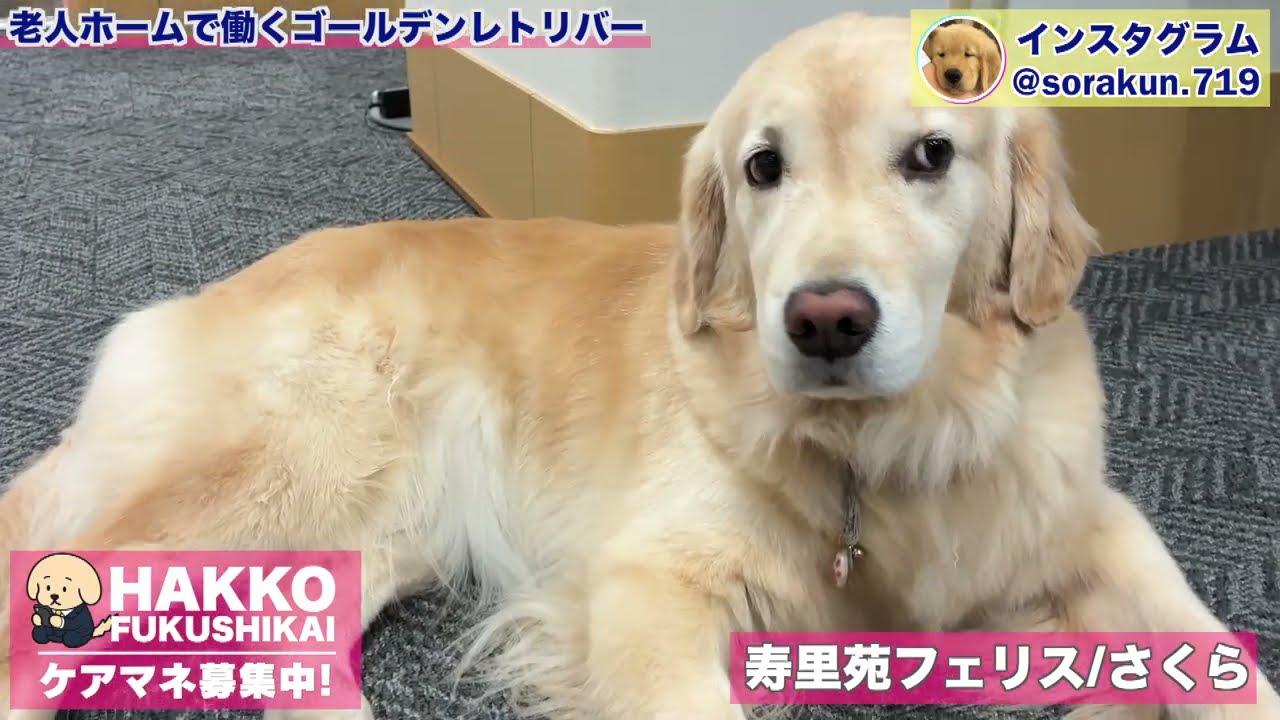 ゴールデンレトリバー どこからどう見ても美犬なゴールデンレトリバーさくらです！ - YouTube