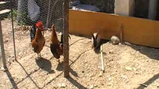 Mi corral | Opa te vi a ase un corrá