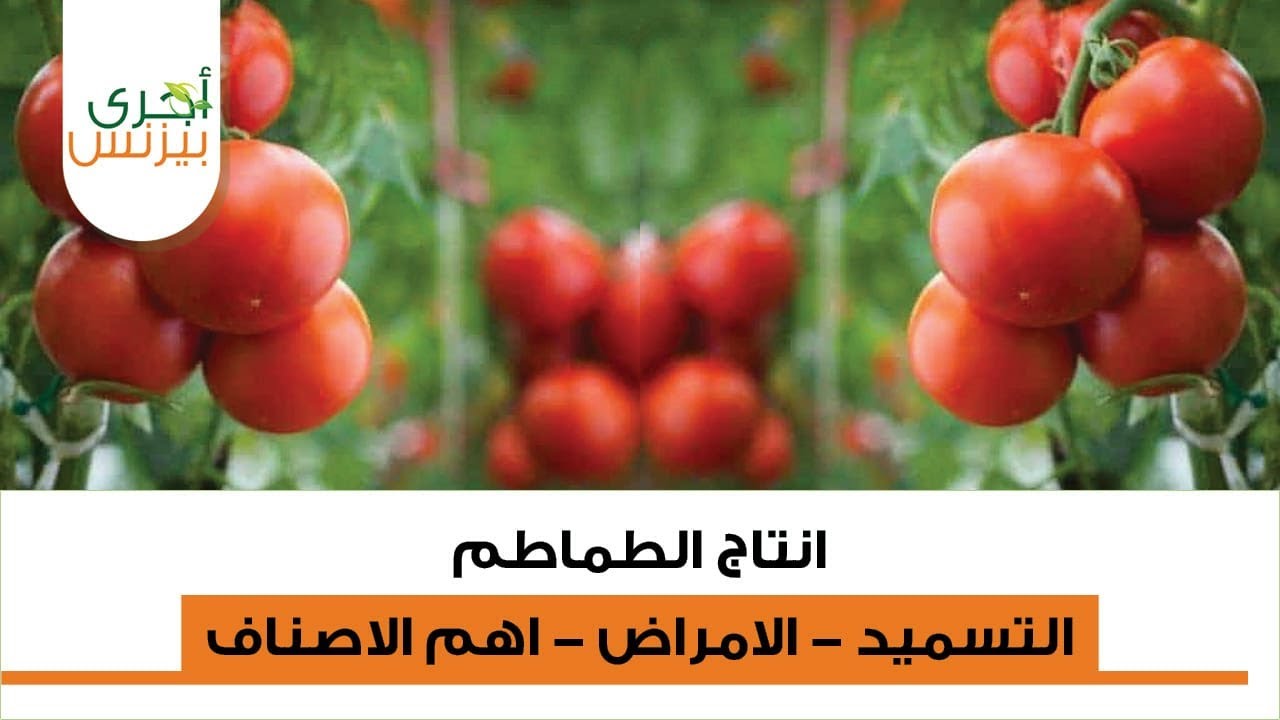 الجزء الثالث من ندوة الاسس العلمية والتطبيقية في انتاج الطماطم - أ.د/ ياسر عبد الحكيم