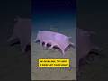 Sea Pig: Hewan Paling Aneh di Dasar Laut 4000 Meter #SeaPig #DeepSea #OceanFacts #HewanAneh #Shorts