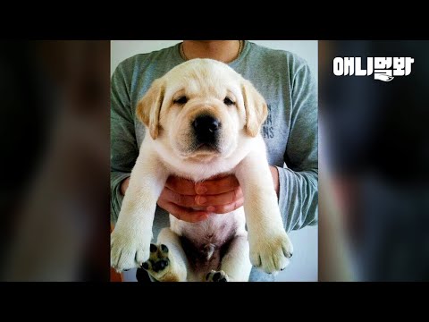 안내견이 꿈이었던 리트리버가 안내견이 되지 못한 놀라운 이유 ㅣ <strong>Dog</strong> Dreamed Of Becoming A Guide <strong>Dog</strong>.. Yet A <strong>Year</strong> Later