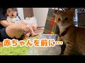 【保護猫】茶トラの子猫が初めて赤ちゃんと対面した結果…