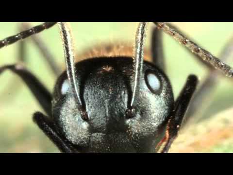 ScienceCast: Zombie Ants