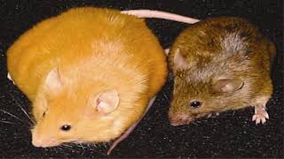 Epigenetics and Skin Aging
