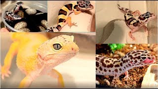 Leopard Gecko Breeding | Baby Leopard Care and Setup