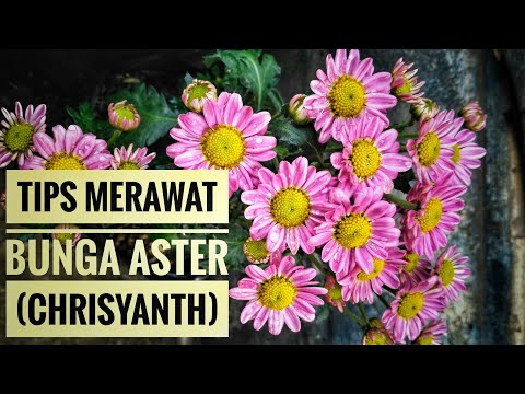 Video: Tumbuh bunga aster abadi di ladang terbuka
