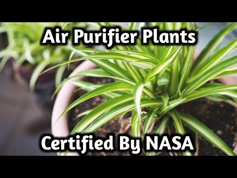 Top 3 Air Purifier Plants Certified by NASA - YouTube