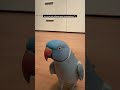 Er liebt die Spielmomente sehr 🥰 #talkingparrot #halsbandsittich #ringneckparrot