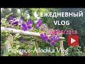 VLOG Ежедневный/САД/ОГОРОД/АЛЛЕРГИЯ и МЕНОПАУЗА