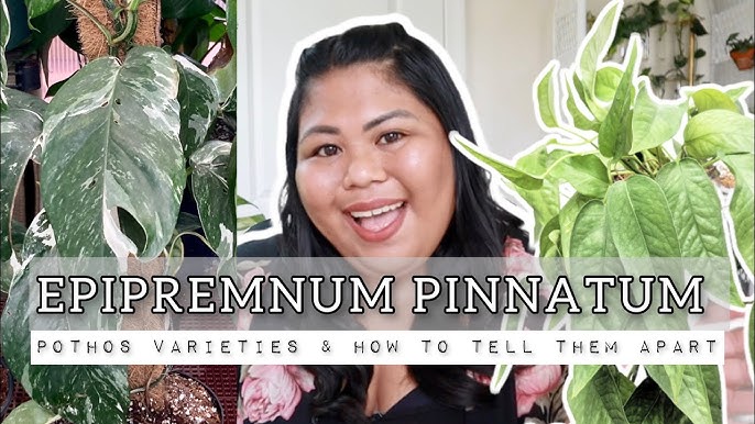 Epipremnum Pinnatum 'Yellow Flame' – VI Plant Shop