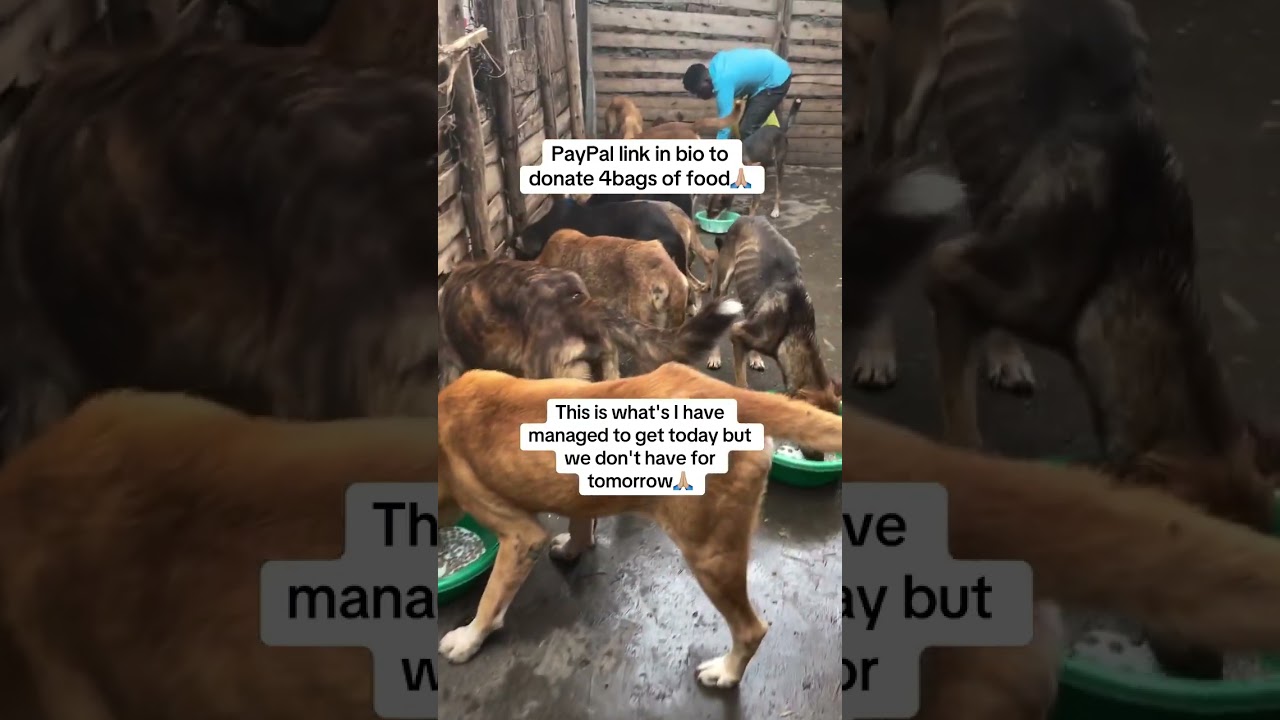 "Hungry hearts, loving homes 🐾❤️ 