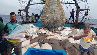 💢 Amazing🤩 Biggest Lottery In Lot Of Stingray Fishes Caught In Trawl Net💯