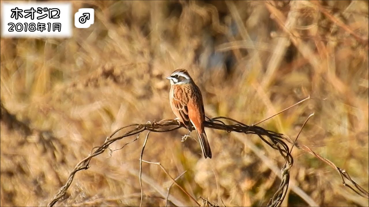 野鳥雨靴 ホオジロ Meadow Bunting (Emberiza cioides)