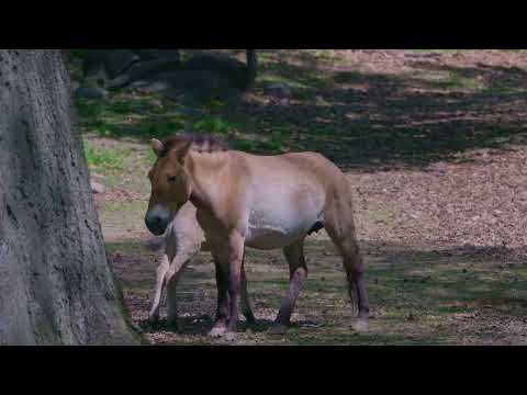 New Prezawlski horse at the Bronx Zoo thumbnail