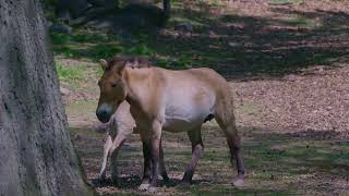 Rare Przewalski's horse born in New York | Popular Science