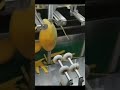 Automatic Mango Skins Removing Shorts Agriculture Fruit Automatic Mango Skins Removing Shorts Agriculture Fruit