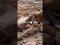 lion attacked by crocodile #shorts