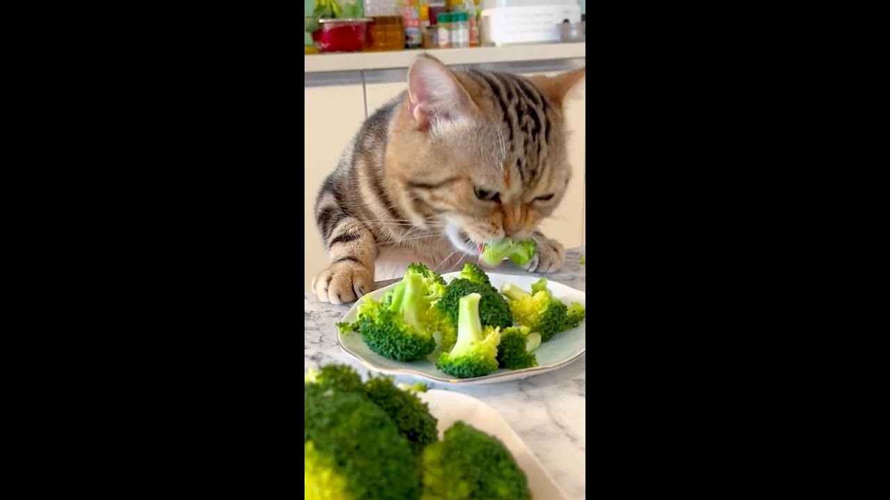 Greedy Cat Eating - Funny Cats Videos 2022 😂  