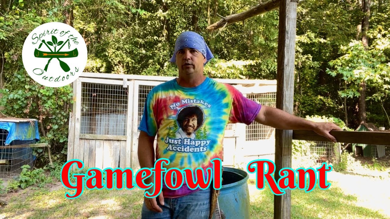 Why i dont make many Gamefowl videos