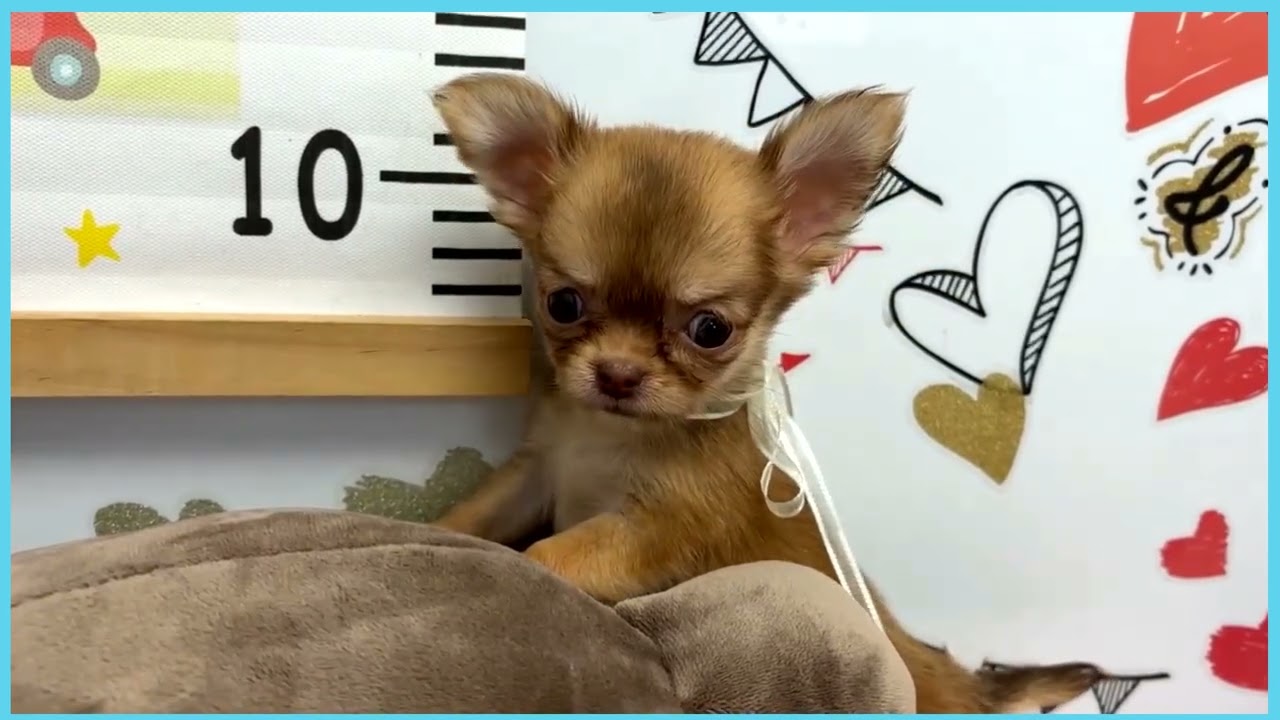 ガンギマリチワワ様 ガンギマリチワワスタンプ | LINEスタンプ | yuki