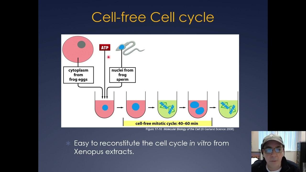 Molecular Cell Biology Lecture 15, Part A; Cell Cycle Biology Diagrams