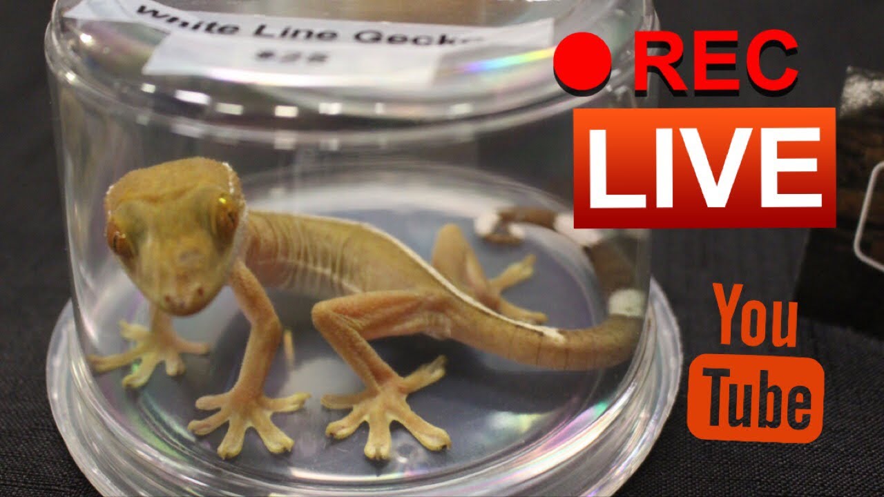 Findlay Ohio Reptile Show - May 5th 2019 - YouTube