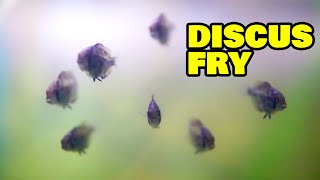 Breeding Discus  Discus fry care and separating from parents