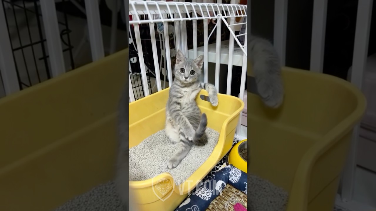 You Won’t Believe What This Cat Says to Its Owner 😳😹