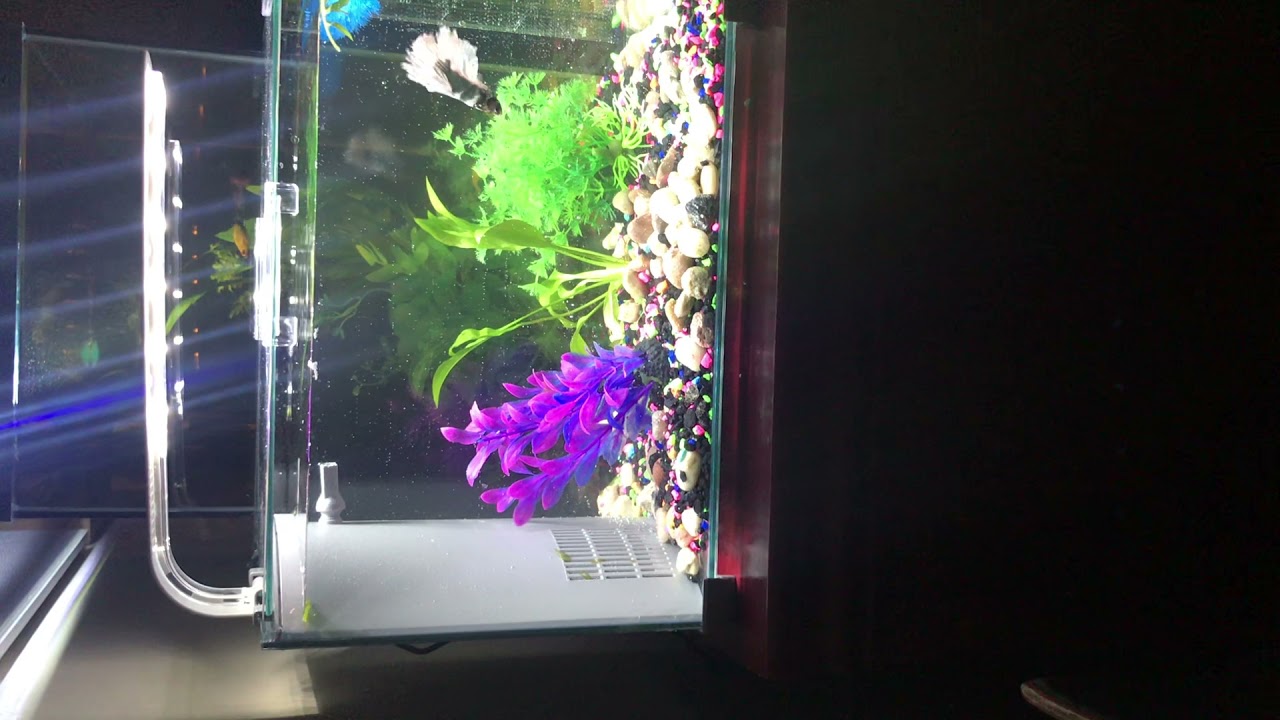 Top fin 5 gallon betta fish tank