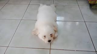 Shih Tzu X Japanese Spitz Youtube