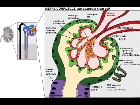 دكتور محمد الشافعى طب بنها وحديثه عن دكتور عمر الخشاب Chronic Interstital Nephritis