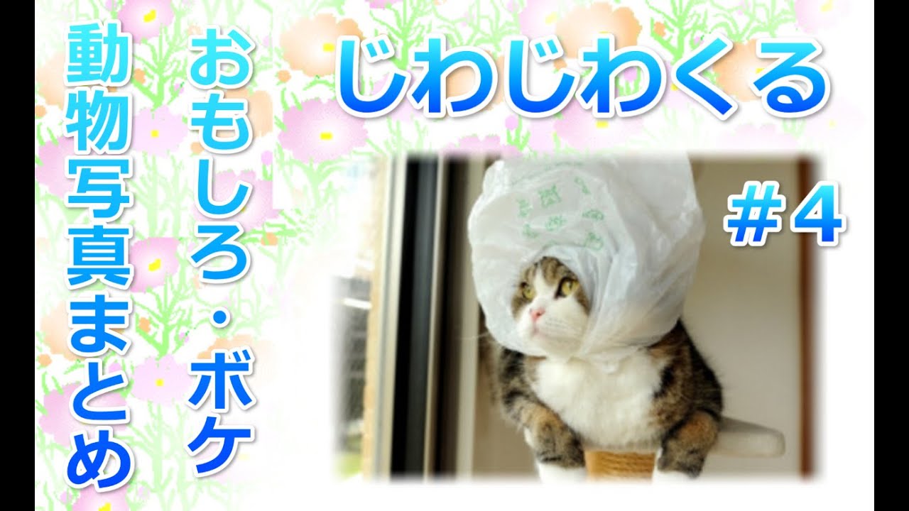 衝撃映像12秒 じわじわとくる 動物 ボケ おもしろ 写真 画像まとめ集ｗｗ Video Yutan 16 4 Youtube